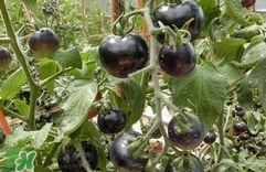 黑番茄能生吃嗎？黑番茄可以生吃嗎