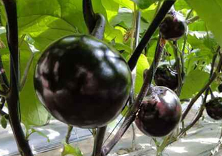 黑番茄能生吃嗎？黑番茄可以生吃嗎