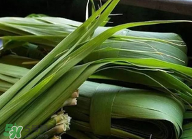 粽葉可以用什么代替？粽子葉可以用什么代替？