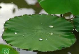 粽葉可以用什么代替？粽子葉可以用什么代替？