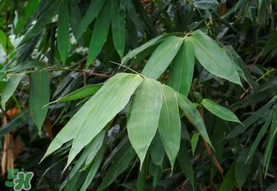 粽葉可以用什么代替？粽子葉可以用什么代替？