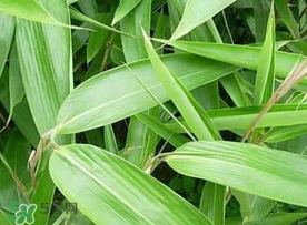 粽葉可以用什么代替？粽子葉可以用什么代替？