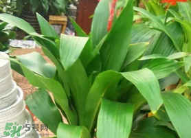 粽葉可以用什么代替？粽子葉可以用什么代替？