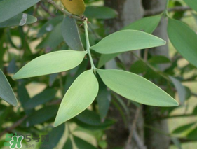 粽葉可以用什么代替？粽子葉可以用什么代替？