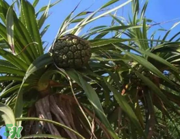 粽葉可以用什么代替？粽子葉可以用什么代替？