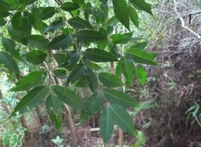 粽葉可以用什么代替？粽子葉可以用什么代替？