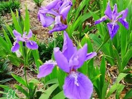 粽葉可以用什么代替？粽子葉可以用什么代替？