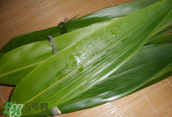 粽葉可以放冰箱嗎？粽葉能放冰箱嗎？