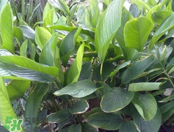 粽子葉能冷凍嗎？粽子葉放冰箱冷藏還是冷凍？