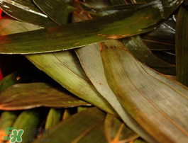 粽子葉怎么洗？粽葉怎么洗才干凈？