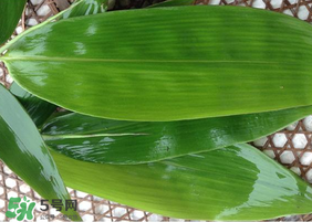 新鮮粽葉怎么保存？新鮮的粽子葉怎么保存？