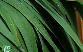 新鮮粽葉怎么保存？新鮮的粽子葉怎么保存？