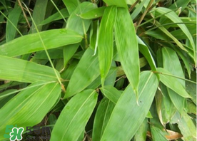 新鮮粽葉怎么保存？新鮮的粽子葉怎么保存？