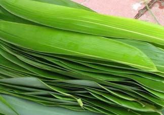 如何挑選粽葉？粽子葉怎么選？