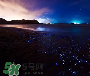 浙江多地驚現(xiàn)藍眼淚現(xiàn)象 藍眼淚是什么？