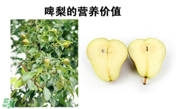 青啤梨要放軟了吃嗎？啤梨放軟了才能吃嗎？