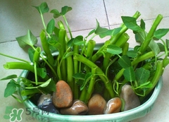 空心菜可以水養(yǎng)嗎？空心菜可以種在水里嗎