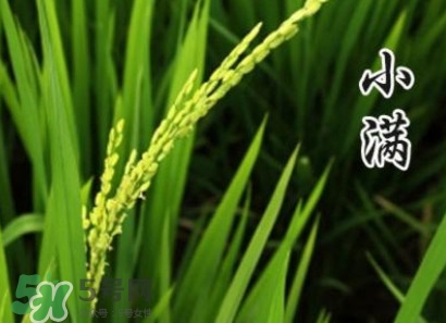 節(jié)氣小滿大滿是什么意思？24節(jié)氣為什么沒有大滿