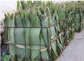 新鮮粽葉怎么處理？新鮮粽子葉怎樣處理？