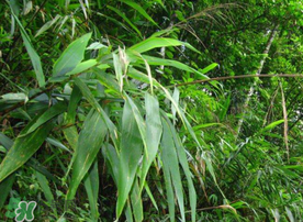 新鮮粽葉要煮嗎？新鮮粽葉煮多久？