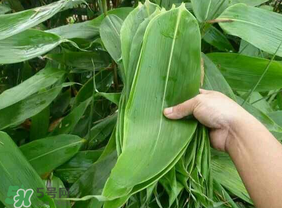 新鮮粽葉怎么包粽子？新鮮的粽葉可以直接包粽子嗎？