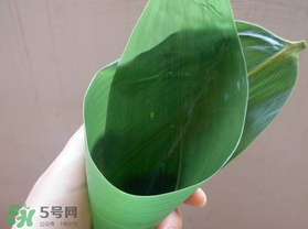 粽葉是什么植物的葉子？粽子葉是什么葉子？