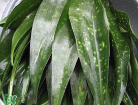 粽葉是什么植物的葉子？粽子葉是什么葉子？