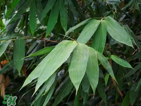 粽葉有什么用處？粽葉的功效與作用