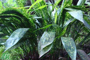 粽葉有什么用處？粽葉的功效與作用