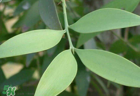 粽葉有什么用處？粽葉的功效與作用