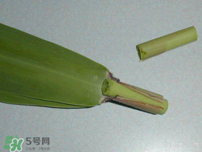 粽葉是蘆葦葉嗎？粽葉和蘆葦葉的區(qū)別