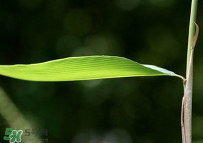 箬葉和粽葉有什么區(qū)別？箬葉是粽葉嗎？