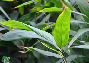 箬葉和粽葉有什么區(qū)別？箬葉是粽葉嗎？