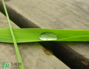 蘆葦葉怎么保存？蘆葦葉可以放冰箱嗎？