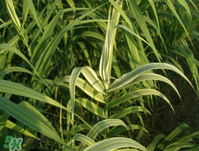 蘆葦葉怎么保存？蘆葦葉可以放冰箱嗎？