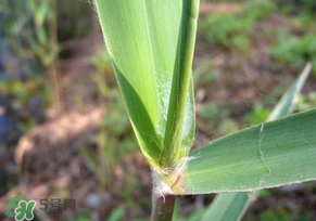 蘆葦葉怎么保存？蘆葦葉可以放冰箱嗎？