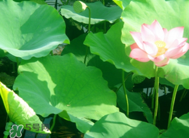 荷葉可以包粽子嗎？荷葉怎么包粽子？