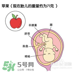 懷孕四個(gè)月需要做什么檢查？懷孕四個(gè)月胎兒圖