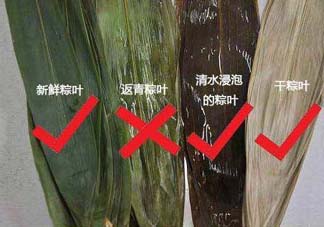 粽葉怎么曬干？粽葉怎么曬干不卷？