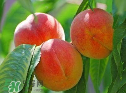 孕婦能吃桃子嗎？孕婦吃桃子對(duì)胎兒好嗎？