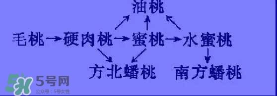 沒有毛的桃子叫什么？桃子毛為什么會(huì)癢？