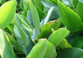 箬葉和粽葉有什么區(qū)別？箬葉是粽葉嗎？