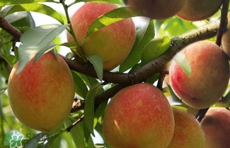 水蜜桃的產(chǎn)地在哪里？水蜜桃熱量高嗎？