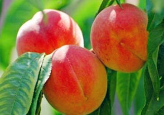 孕婦能吃桃子嗎？孕婦吃桃子對胎兒好嗎？