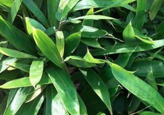 粽葉是什么植物的葉子？粽子葉是什么葉子？