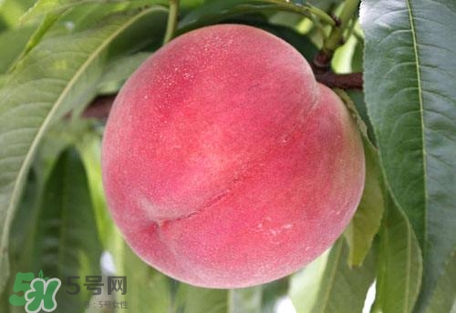 桃子的種類有哪些？哪種桃子最好吃？