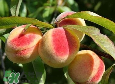 桃子的毛可以吃嗎？桃子的毛怎么洗？