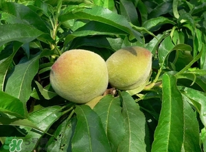 沒有毛的桃子叫什么？桃子毛為什么會(huì)癢？