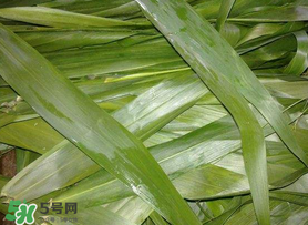 蘆葦葉包粽子之前要煮嗎？蘆葦葉煮多久？