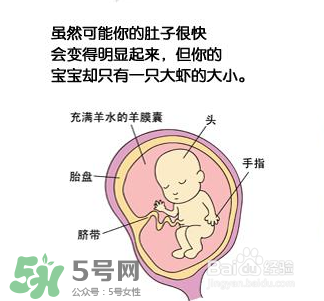 懷孕四個(gè)月需要做什么檢查？懷孕四個(gè)月胎兒圖